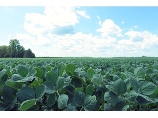 Farmland in Benton & Boone Counties, Indiana - LAND AUCTION - 118.5+/- ACRES IN 3 TRACTS IN BENTON & BOONE COUNTIES, INDIANA